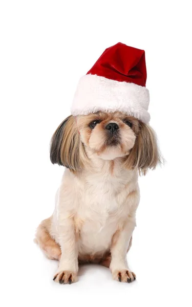 Netter Lustiger Hund Mit Weihnachtsmütze Auf Weißem Hintergrund — Stockfoto