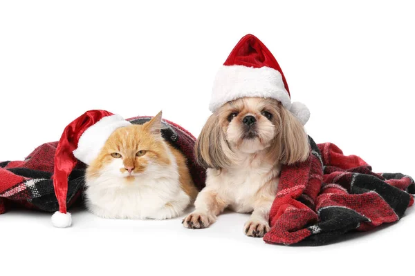可爱的猫狗 戴着圣诞帽 背景是白色的 毛绒绒的 很暖和 — 图库照片