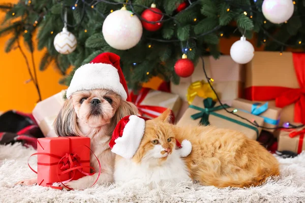 Söt Katt Och Hund Santa Hattar Hemma Julafton — Stockfoto