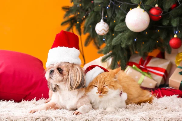 Lindo Gato Perro Sombreros Santa Casa Víspera Navidad — Foto de Stock