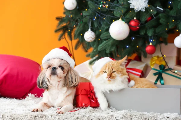 Cute Cat Dog Santa Hats Home Christmas Eve — Stock Photo, Image