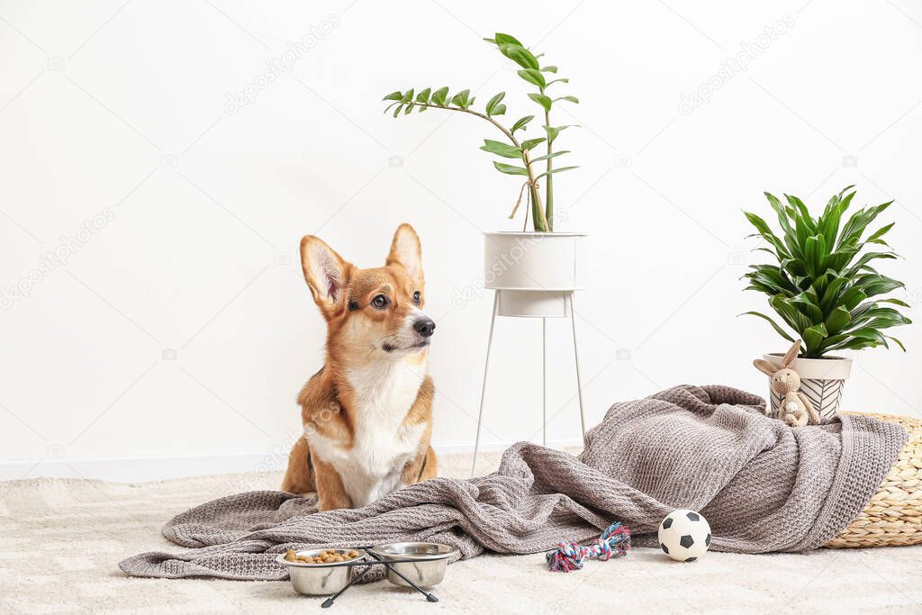 Cute dog with different pet accessories at home