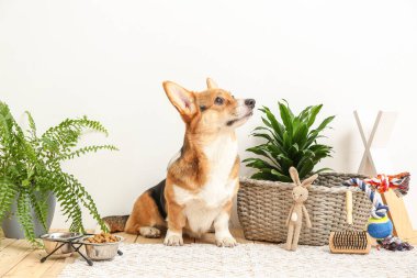 Evde farklı evcil hayvan aksesuarları olan sevimli bir köpek.