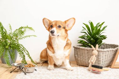 Evde farklı evcil hayvan aksesuarları olan sevimli bir köpek.
