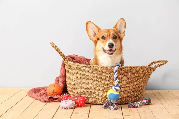 Cute Dog Basket Different Pet Accessories Home — Stock Photo, Image