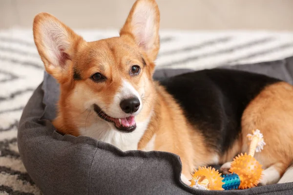 Cute Dog Toy Lying Pet Bed Home — Stock Photo, Image