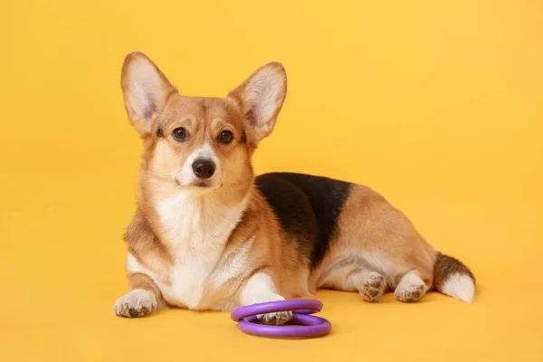 Cane Carino Con Giocattoli Sfondo Colore — Foto Stock