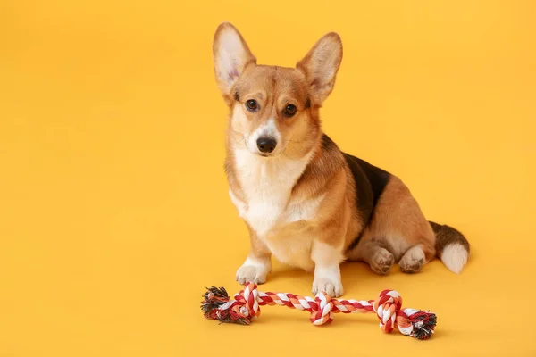 Cute Dog Toy Color Background — Stock Photo, Image