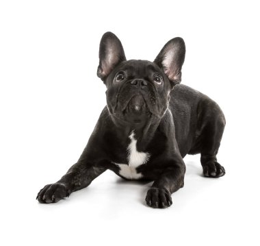 Beyaz arka planda sevimli komik bir köpek.