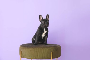 Renkli arka planda puf üzerinde sevimli komik köpek