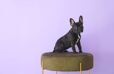 Renkli arka planda puf üzerinde sevimli komik köpek