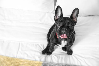 Yatakta sevimli komik bir köpek.