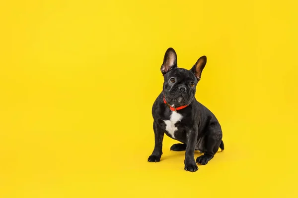 Cute Funny Dog Color Background — Stock Photo, Image