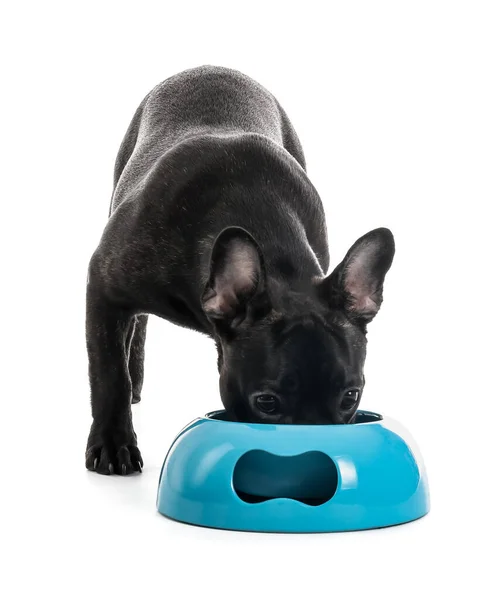 Cute Funny Dog Eating Food Bowl White Background — Stock Photo, Image