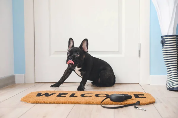 Mignon Chien Drôle Près Porte Dans Couloir — Photo