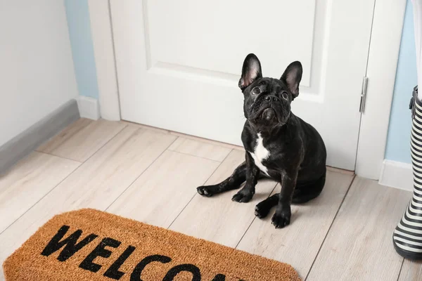 Cute funny dog near door in hallway