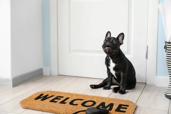 Cute funny dog near door in hallway