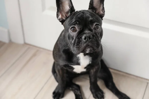 Cute funny dog near door in hallway