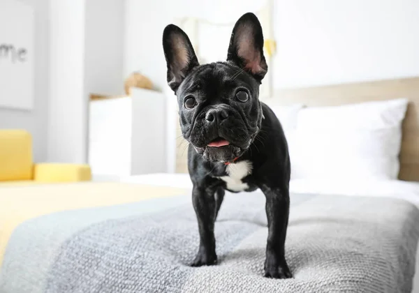 Yatakta Sevimli Komik Bir Köpek — Stok fotoğraf