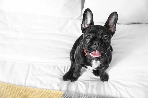 Cute Funny Dog Bed — Stock Photo, Image