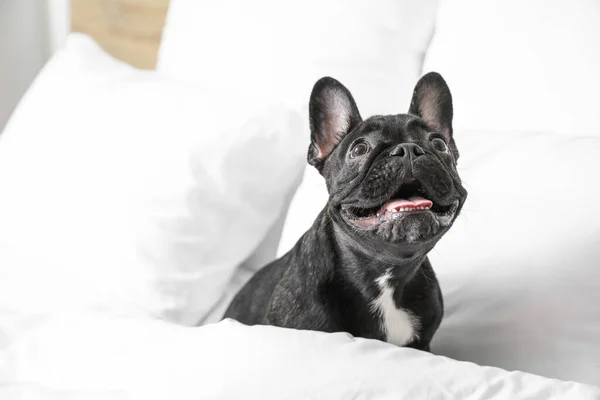 Lindo Perro Divertido Cama — Foto de Stock