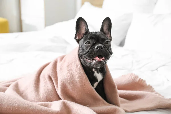 Cute Funny Dog Wrapped Blanket Bed — Stock Photo, Image