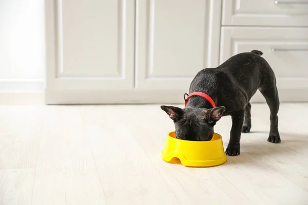 Lindo Perro Divertido Comer Comida Cuenco Casa — Foto de Stock