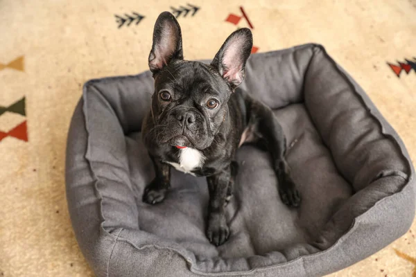 Mignon Chien Drôle Dans Lit Pour Animaux Compagnie Maison — Photo