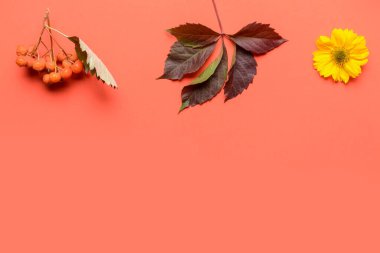 Renk arkaplanındaki güzel sonbahar kompozisyonu