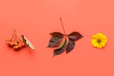 Renk arkaplanındaki güzel sonbahar kompozisyonu