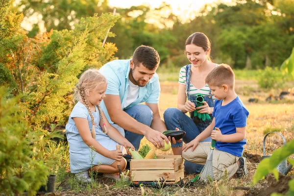 Familia Joven Con Cosecha Jardín — Foto de Stock