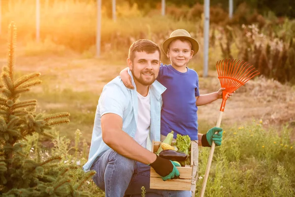 Young Father Son Harvest Garden — Stock Photo, Image