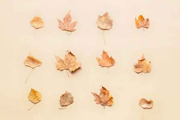 Hermosas Hojas Otoño Sobre Fondo Claro — Foto de Stock