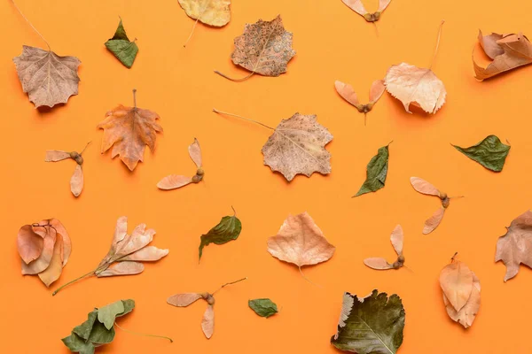 Bella Composizione Autunnale Sfondo Colori — Foto Stock