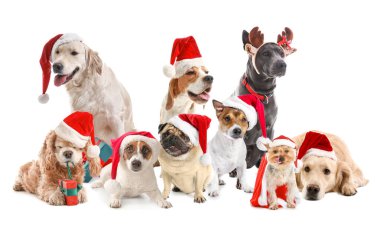 Noel Baba şapkalı köpekler ve beyaz arka planda Noel hediyeleri.