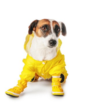 Beyaz arka planda güzel, komik bir köpek var.