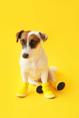 Renkli çizmeli şirin bir köpek.