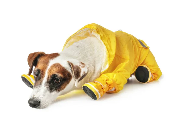 Cão Engraçado Bonito Casaco Botas Fundo Branco — Fotografia de Stock