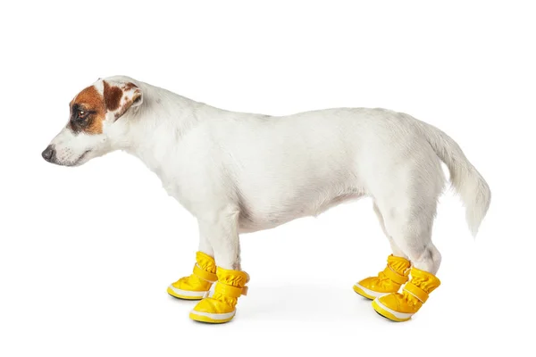 Cute Funny Dog Booties White Background — Stock Photo, Image