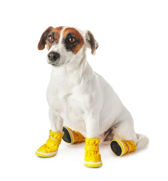 Leuke Grappige Hond Laarzen Witte Achtergrond — Stockfoto
