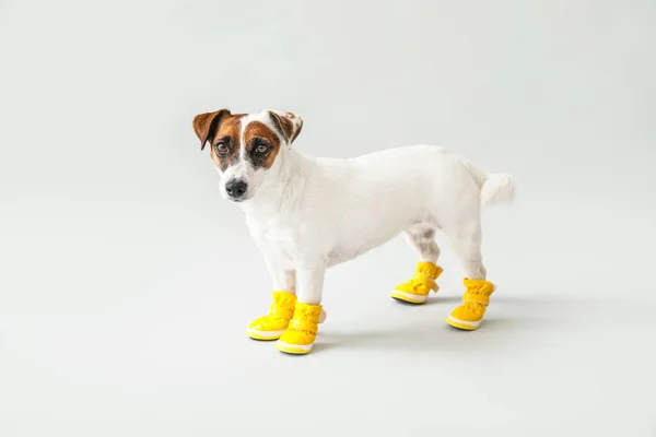 Cute Funny Dog Booties Grey Background — Stock Photo, Image