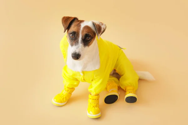 Cão Engraçado Bonito Casaco Botas Fundo Cor — Fotografia de Stock