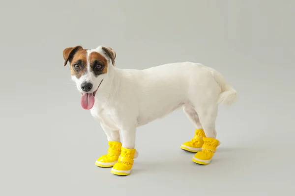 Cute Funny Dog Booties Grey Background — Stock Photo, Image