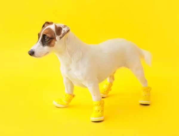 Cão Engraçado Bonito Botas Fundo Cor — Fotografia de Stock