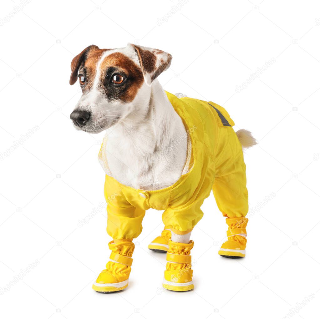 Cute funny dog in coat and booties on white background