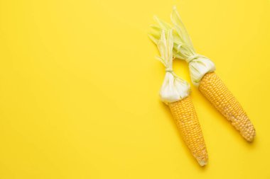 Renkli arkaplanda taze mısır koçanları