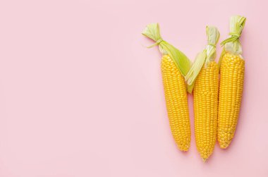 Renkli arkaplanda taze mısır koçanları