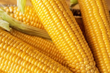 Arkaplan olarak taze mısır koçanları