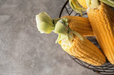 Gri arka planda taze mısır koçanları olan sepet.