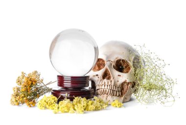 Kristal falcı, beyaz arka planda insan kafatası ve kuru otlar.